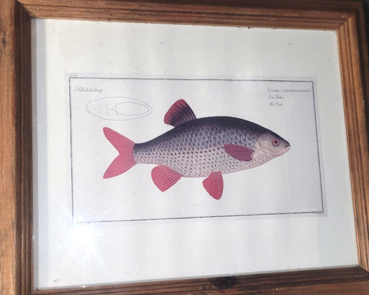 vintage Rud Fish Print wooden Framed home decor fishing angler 10x13"