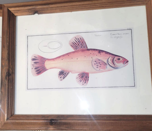 vintage golden tench Fish Print wooden Framed home decor fishing angler 10x13"