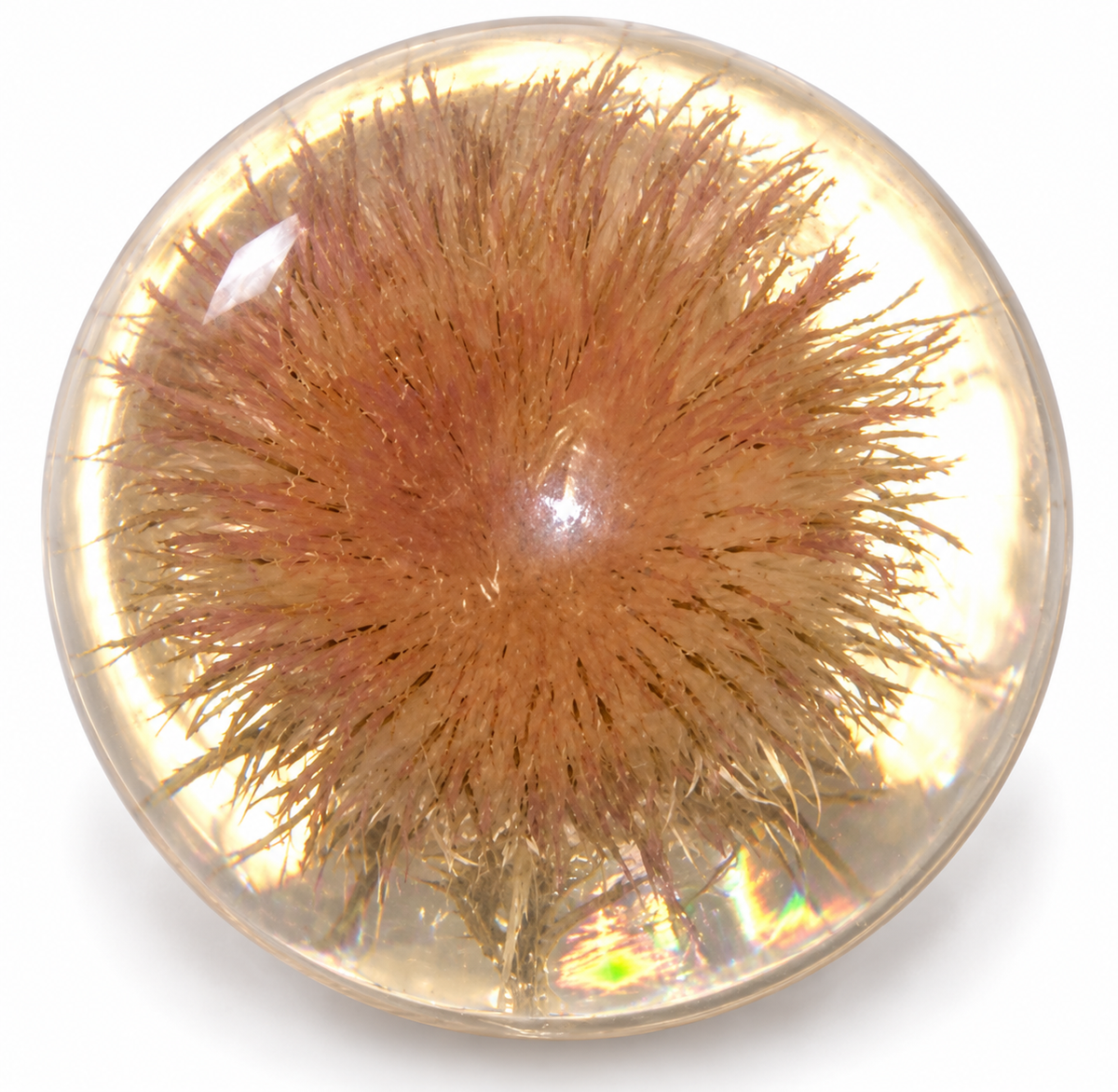 Vintage Hafod Grange Open Thistle Resin Paperweight – Original Collection 1989